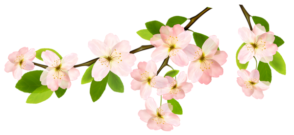 Spring_Branch_PNG_Clipart_Picture