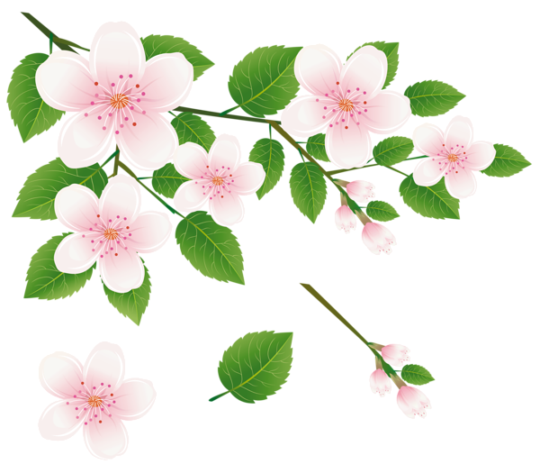 Spring_Tree_Branch_with_Flowers_PNG_Clipart_Picture